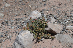 Anabasis pelliotii