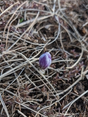 Crocus tauricus