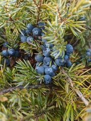 Juniperus communis hemisphaerica