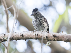 Thamnophilus doliatus