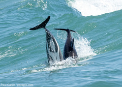 Cephalorhynchus heavisidii