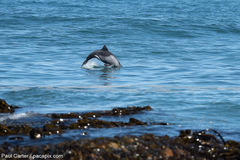 Cephalorhynchus heavisidii