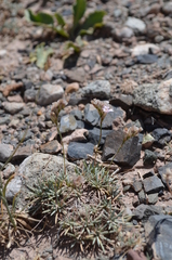 Acantholimon alaicum