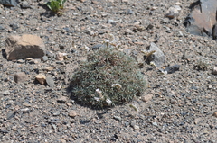 Acantholimon alaicum