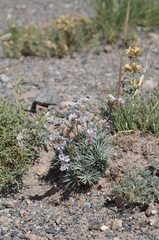 Acantholimon alaicum