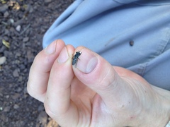 Apatolestes