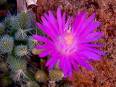 Trichodiadema setuliferum