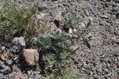Acantholimon alaicum