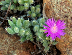 Trichodiadema setuliferum