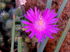Trichodiadema setuliferum