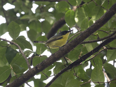 Todirostrum cinereum