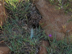 Trichodiadema setuliferum