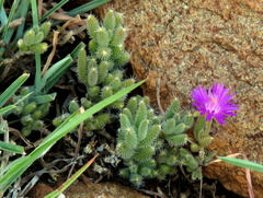 Trichodiadema setuliferum