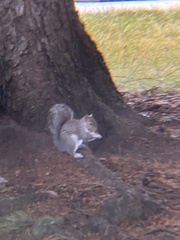 Sciurus carolinensis
