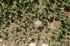 Capparis sicula