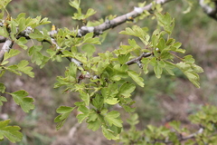 Crataegus monogyna