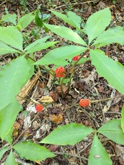 Arisaema quinatum
