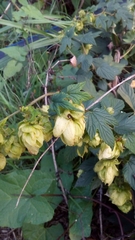 Humulus lupulus