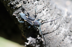 Calydon submetallicum