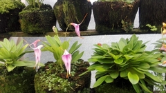 Masdevallia