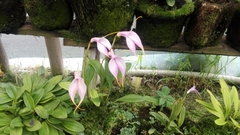 Masdevallia