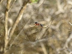 Frontinellina frutetorum