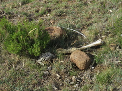 Equus caballus
