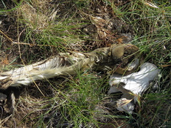 Equus caballus