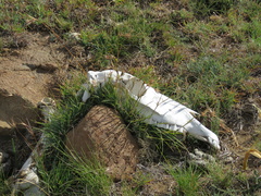Equus caballus