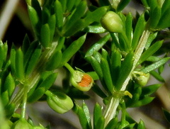Asparagus microraphis