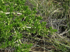 Asparagus microraphis
