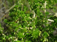 Asparagus microraphis