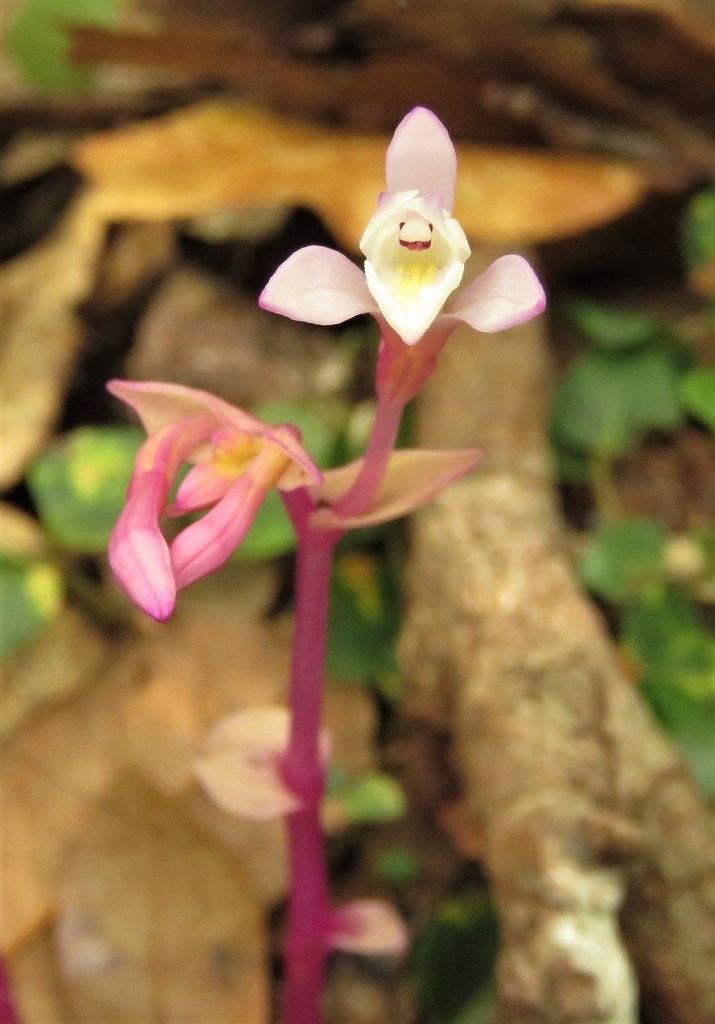 Triphoreae