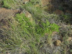 Asparagus microraphis