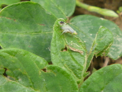 Insecta