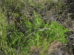 Asparagus microraphis