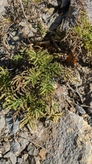 Salvia scabiosifolia