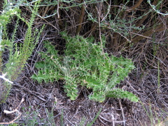 Berkheya carlinifolia