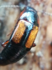 Tachinus subterraneus