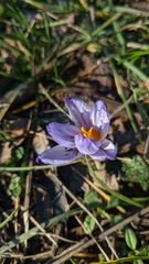 Crocus tauricus