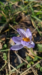 Crocus tauricus