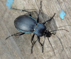Carabus convexus