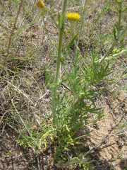 Hymenopappus flavescens