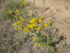Hymenopappus flavescens