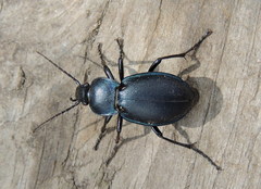 Carabus convexus