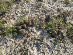 Ancistrocactus scheeri