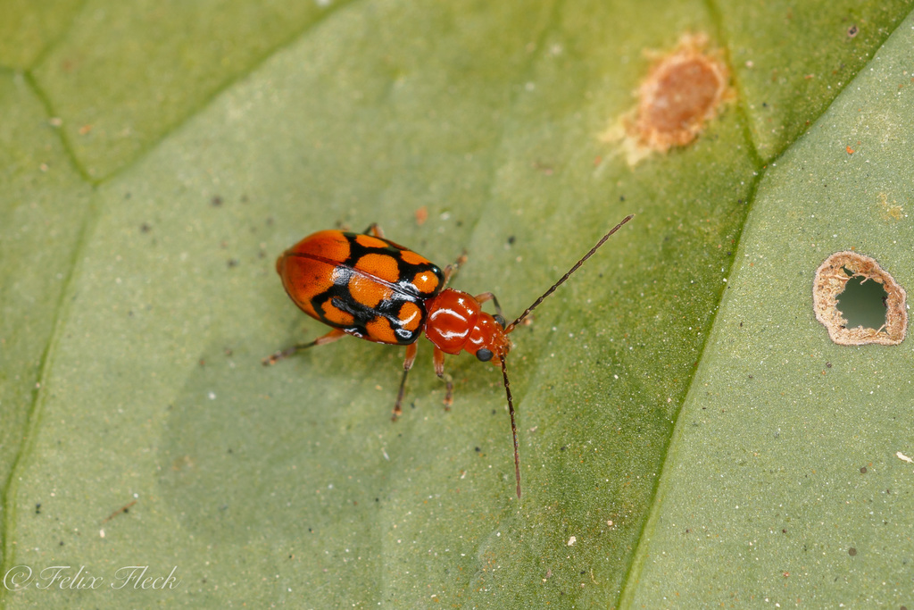 Malacorhinus reticulatus