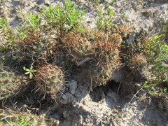 Ancistrocactus scheeri
