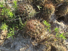 Ancistrocactus scheeri