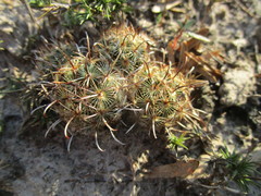 Ancistrocactus scheeri